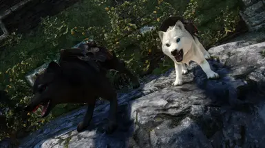 Angry woofs