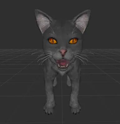 New grey kitty