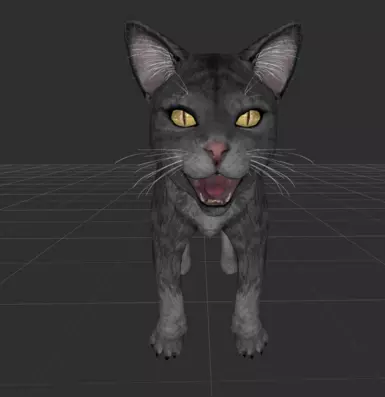 New grey striped kitty
