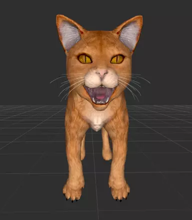 New orange tabby