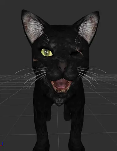 OG black injured kitty