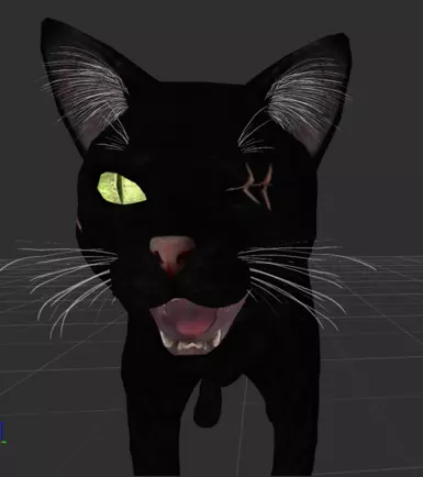 New black injured kitty