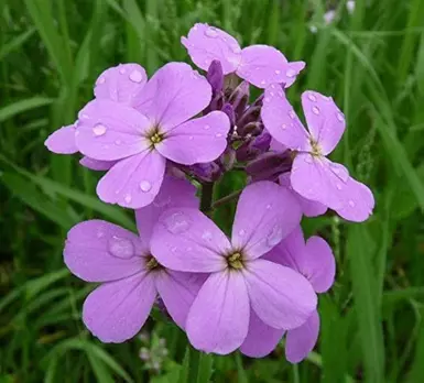 Reference Image