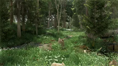 Pine Forest