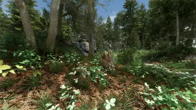 Pine Forest
