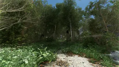 Pine Forest