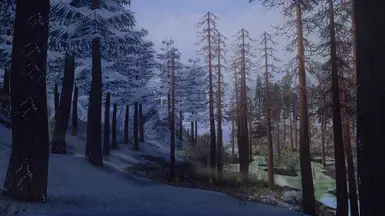 Snow and Dead Trees