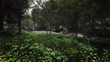 Pine Forest