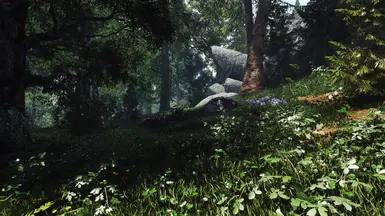 Pine Forest