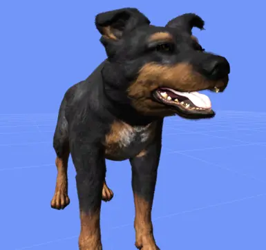 I don't know where this dog is from