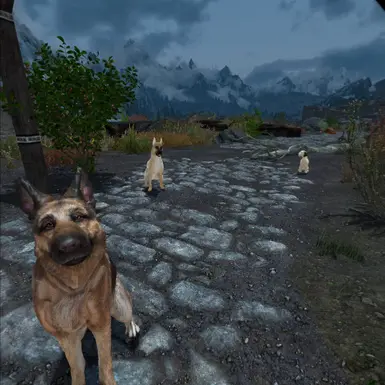 Follower dogs