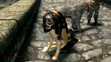 Poor golden can't see a thing