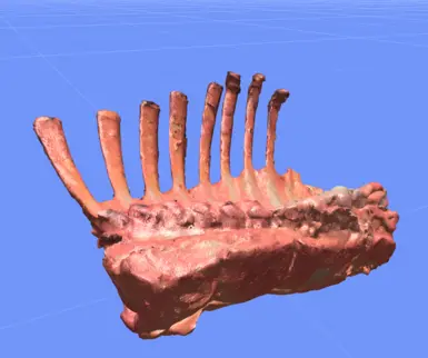 Raw Lamb Ribs