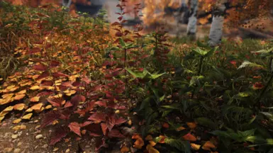 Fall Forest