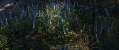 Outdated blue lupine
