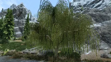 Willow - Edited