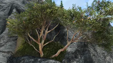 Snow Gum - Edited