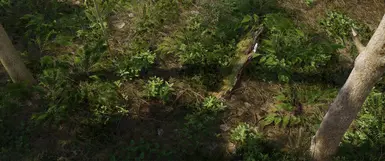 Pine forest