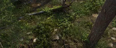 Pine forest