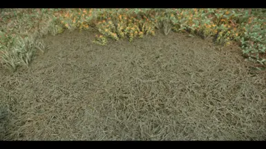 Yellow Fieldgrass01