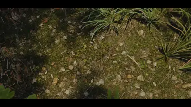 V 2.5 Mossy Fieldgrass02