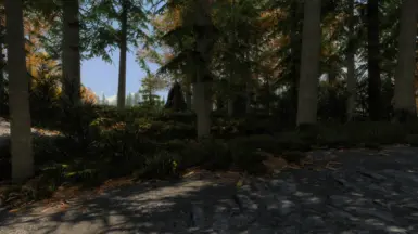 pine