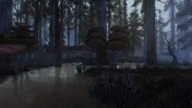 swamp