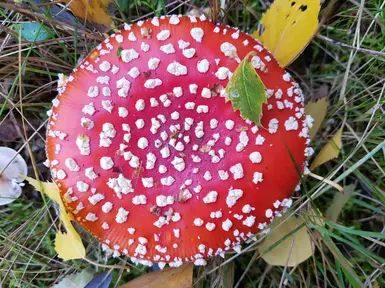 Fly Amanita For Real