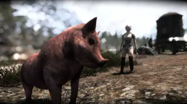 Pigs - CACO Patch
