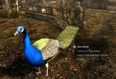  Peacock 3