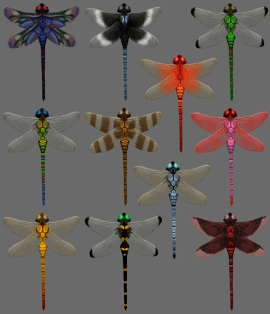 New Dragonflies