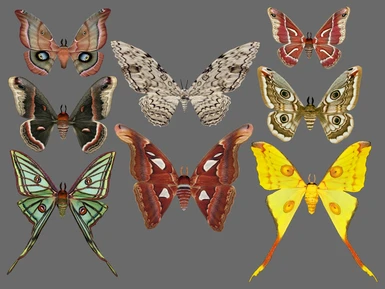 New Moths