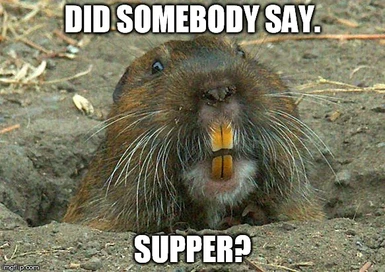 Here's a funny image of a gopher meme