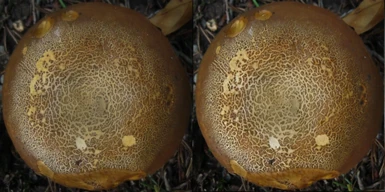 Left - Cathedral Mushrooms, Right - Vanilla SSE