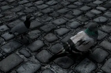 Birds of Skyrim Pigeons (left) + Mihail Pigeons (right)