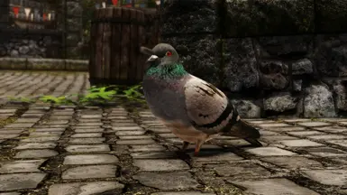 Dat Pigeon 