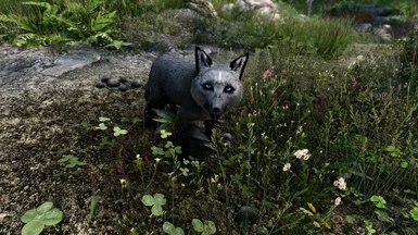 *new* silver fox (blue eyes)
