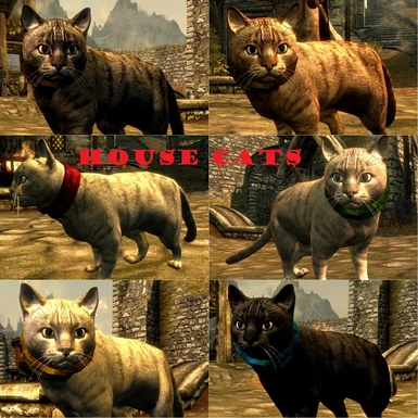6 House Cats 