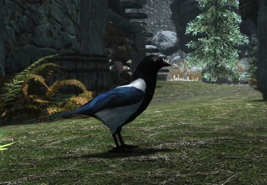 Birds Of Skyrim Sse Edition At Skyrim Special Edition Nexus Mods And Community