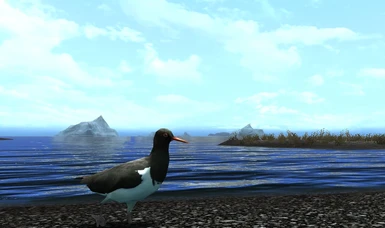 Birds Of Skyrim Sse Edition At Skyrim Special Edition Nexus Mods And Community