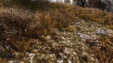 Frozen Marsh Lichen Grass