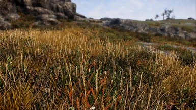 Alternative Tundra Grass