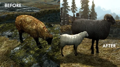 Comparison black sheep