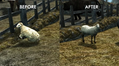 Comparison baby sheep