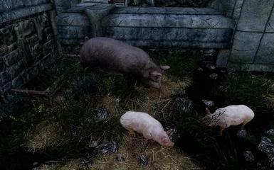 Piggies