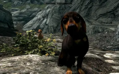 PT-BR) Dovah Dogs - Dovahkiin's Best Friend at Skyrim Special