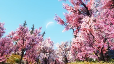 Real Cherry Blossom (Sakura Trees) SE