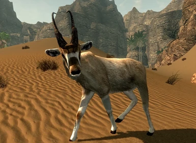 Addax Antelope 