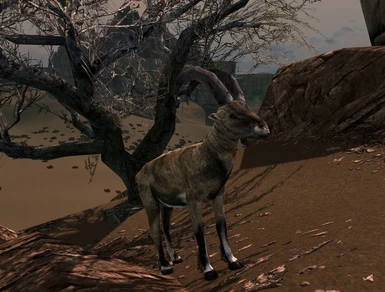 Desert Ibex
