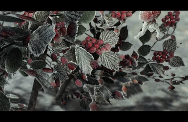 Snowberries by Mari
